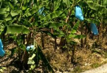 Producción bananera: reclamarán al Senasa que restablezca la protección fitosanitaria