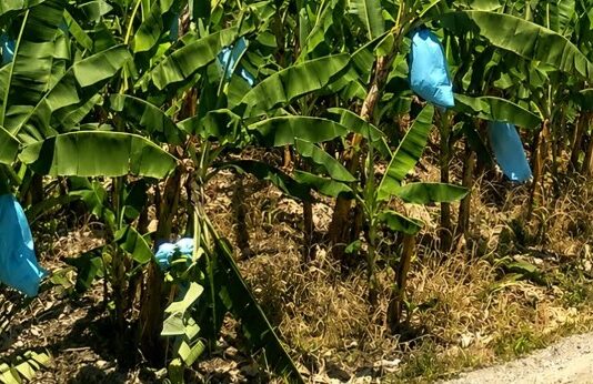 Producción bananera: reclamarán al Senasa que restablezca la protección fitosanitaria