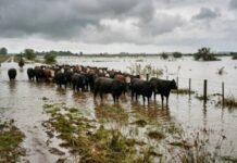 SENASA alerta por lluvias intensas y crecidas a causa de El Niño: qué medidas tomar en el segundo semestre