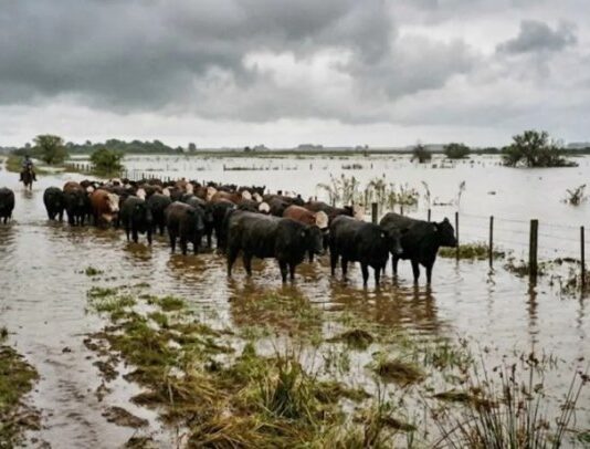 SENASA alerta por lluvias intensas y crecidas a causa de El Niño: qué medidas tomar en el segundo semestre