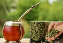 UNNE. Bajo la lupa: estudiarán la toxicidad de «yuyitos» para uso digestivo