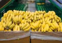 Jujuy y Salta acordaron mantener los controles sanitarios a las importaciones de bananas por la desregulación «inconsulta» del sector
