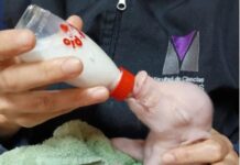 Nació en la UBA el primer cerdo de América Latina modificado genéticamente para trasplantes en humanos
