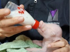 Nació en la UBA el primer cerdo de América Latina modificado genéticamente para trasplantes en humanos