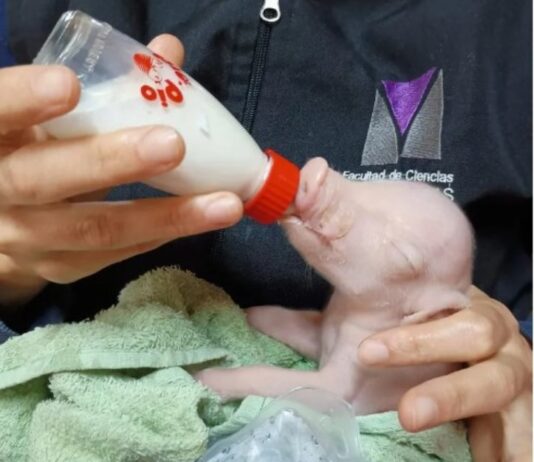 Nació en la UBA el primer cerdo de América Latina modificado genéticamente para trasplantes en humanos