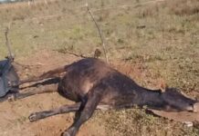 Alerta regional: Confirman brote de rabia bovina en Paraguay tras la muerte de más de 30 vacas en Ñeembucú