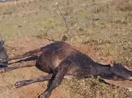 Alerta regional: Confirman brote de rabia bovina en Paraguay tras la muerte de más de 30 vacas en Ñeembucú