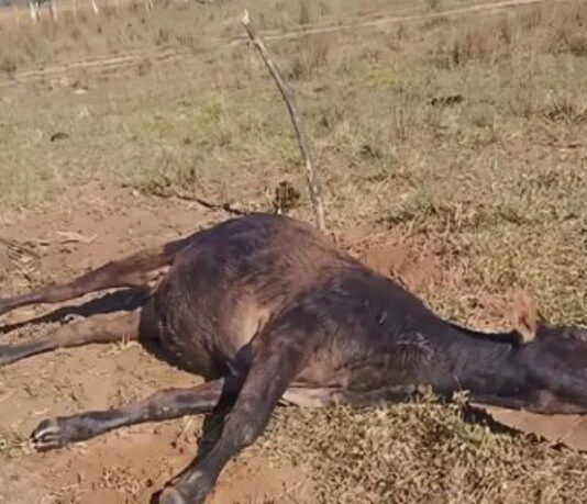 Alerta regional: Confirman brote de rabia bovina en Paraguay tras la muerte de más de 30 vacas en Ñeembucú
