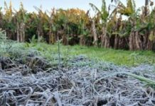 LAGUNA NAINECK: La fuerte helada golpeó a los cultivos y agrava la crisis del sector