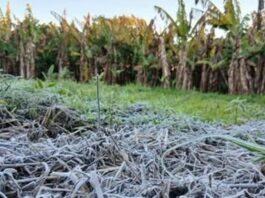 LAGUNA NAINECK: La fuerte helada golpeó a los cultivos y agrava la crisis del sector