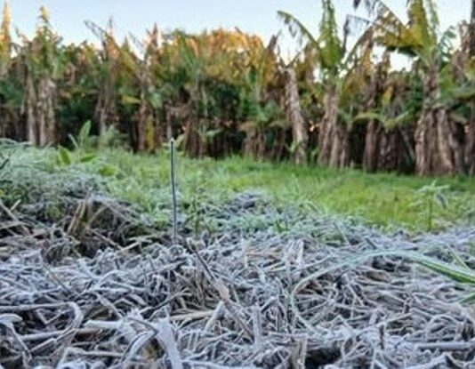 LAGUNA NAINECK: La fuerte helada golpeó a los cultivos y agrava la crisis del sector