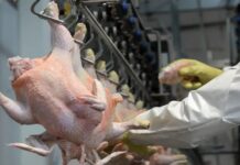 El consumo de pollo marcaría un récord en 2026 y consolida un cambio en la dieta de los argentinos