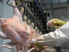El consumo de pollo marcaría un récord en 2026 y consolida un cambio en la dieta de los argentinos