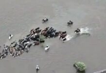 Inundaciones en el norte de Santa Fe: campos anegados, animales aislados y pérdidas en el campo