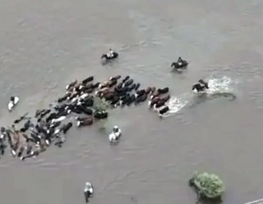 Inundaciones en el norte de Santa Fe: campos anegados, animales aislados y pérdidas en el campo