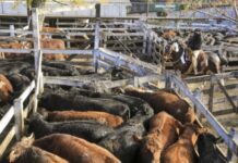 Boom exportador: la carne vacuna generó US$2.768 millones de dólares en los primeros siete meses del año