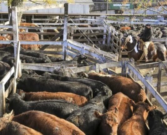 Boom exportador: la carne vacuna generó US$2.768 millones de dólares en los primeros siete meses del año