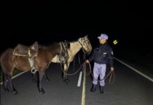 BUENA VISTA: Tomó unas copas de más y dejó sus caballos ensillados sueltos sobre la Ruta 86.