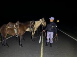 BUENA VISTA: Tomó unas copas de más y dejó sus caballos ensillados sueltos sobre la Ruta 86.