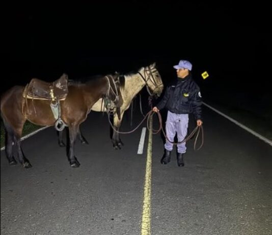 BUENA VISTA: Tomó unas copas de más y dejó sus caballos ensillados sueltos sobre la Ruta 86.