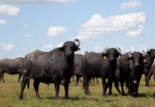 La carne de búfalo se posiciona como alternativa a la vacuna y el stock del ganado creció más de 25% en los últimos 3 años