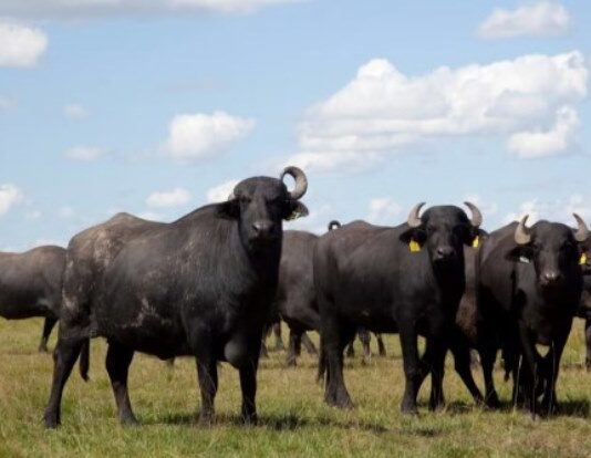 La carne de búfalo se posiciona como alternativa a la vacuna y el stock del ganado creció más de 25% en los últimos 3 años