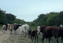 Gral. BELGRANO: Detectaron abigeato y recuperaron más de 40 animales