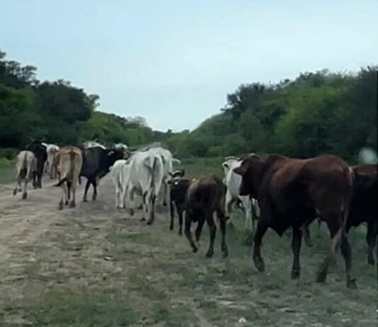 Gral. BELGRANO: Detectaron abigeato y recuperaron más de 40 animales