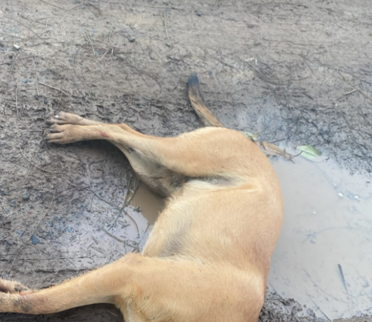 LAGUNA NAINECK: Investigan la muerte de un perro por un disparo