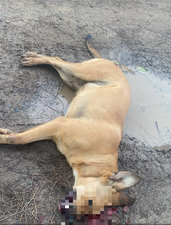 PERRO MUERTO