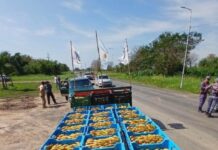 LAGUNA NAINECK: La Federación Agraria Argentina denunció la intervención policial que frenó la donación de bananas en Laguna Blanca