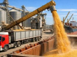 El campo volvió a mover dólares: el agro liquidó US$ 2.750 millones en agosto