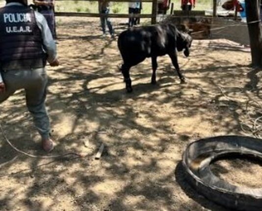 Gral.BELGRANO: Recuperaron tres vacunos en pie, tras un allanamiento por “Abigeato Calificado”