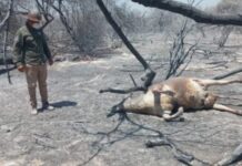 Fuego forestal en el oeste formoseño: Casas destruidas, animales muertos y familias evacuadas en algunas localidades