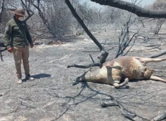 Fuego forestal en el oeste formoseño: Casas destruidas, animales muertos y familias evacuadas en algunas localidades