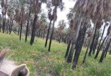 LA FRONTERA: La Policía detuvo a un hombre y secuestró elementos en una causa por abigeato
