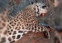 La Justicia Federal condenó a tres años de prisión en suspenso al hombre que participó de la caza y muerte de un yaguareté