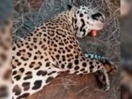 La Justicia Federal condenó a tres años de prisión en suspenso al hombre que participó de la caza y muerte de un yaguareté