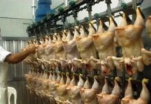 El pollo desplazó a la carne vacuna y la industria avícola busca su próximo salto