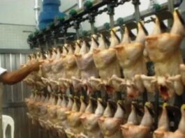 El pollo desplazó a la carne vacuna y la industria avícola busca su próximo salto