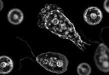 ALERTA SANITARIA. Ameba comecerebros: qué es, cómo se transmite y qué síntomas provoca