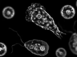ALERTA SANITARIA. Ameba comecerebros: qué es, cómo se transmite y qué síntomas provoca