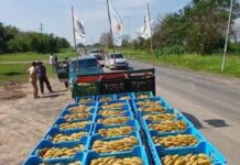 LAGUNA NAINECK. Productores regalaron 3.000 kilos de banana: “El Gobierno destruyó la matriz productiva y el campo está desapareciendo”